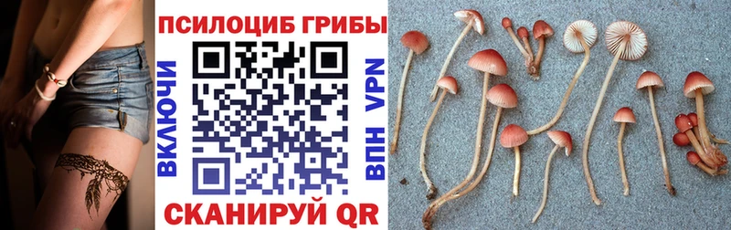 Галлюциногенные грибы Cubensis  Терек 